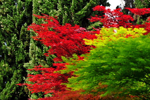 Parco Giardino Sigurtà a Valeggio sul Mincio
