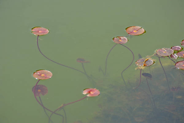 Parco Giardino Sigurtà a Valeggio sul Mincio