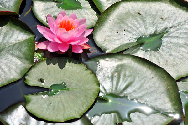 Parco Giardino Sigurtà a Valeggio sul Mincio