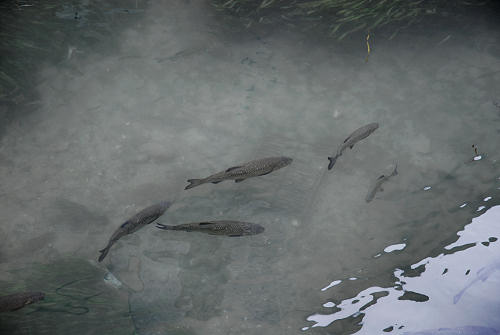 Borghetto di Valeggio sul Mincio