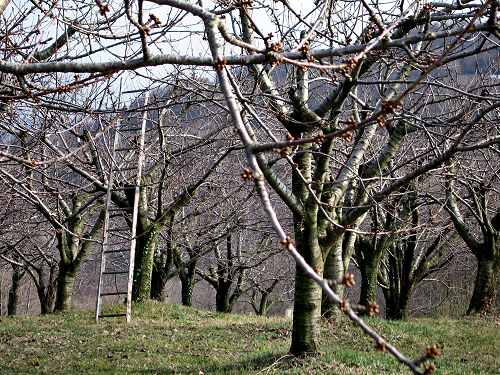 sentiero delle Marogne, Chiampo