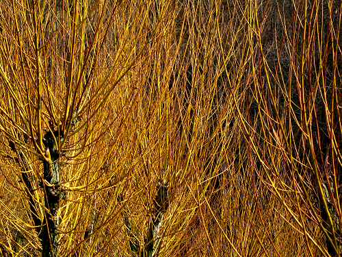 sentiero delle Marogne, Chiampo