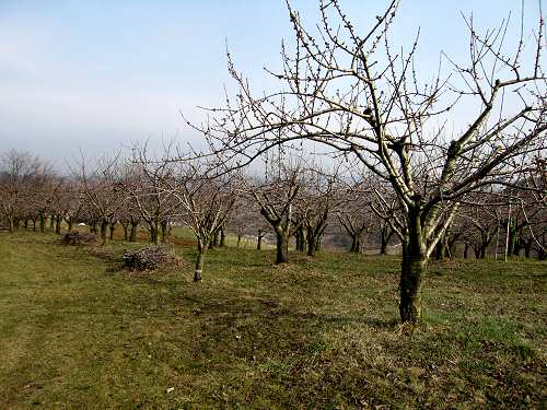 sentiero delle Marogne, Chiampo
