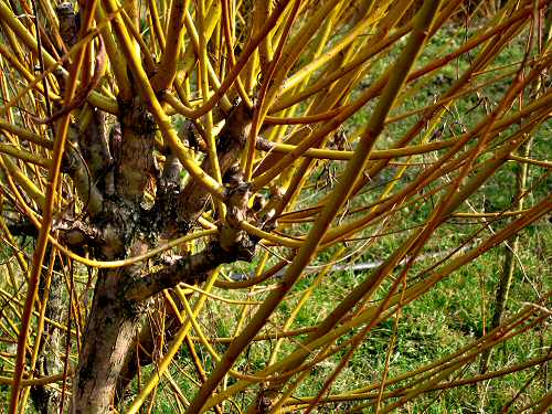 sentiero delle Marogne, Chiampo