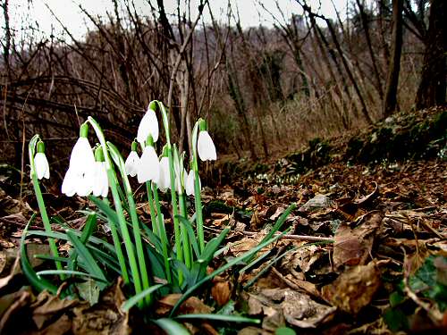 Priabona Monte di Malo